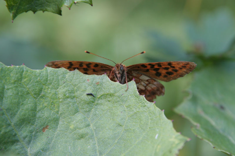 Boloria thore